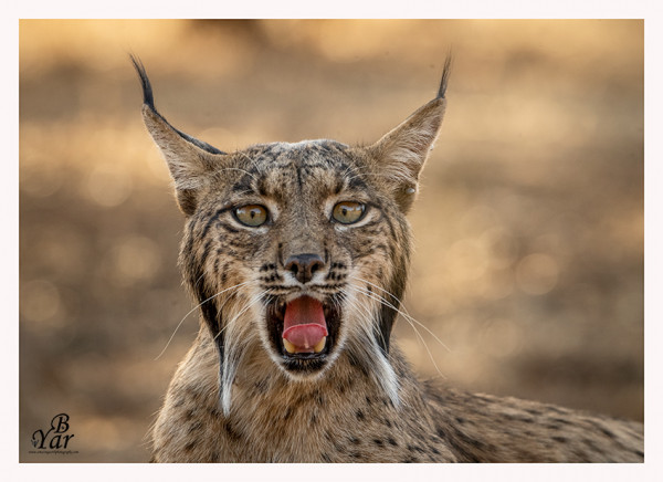 Lynx - Bérengère Yar