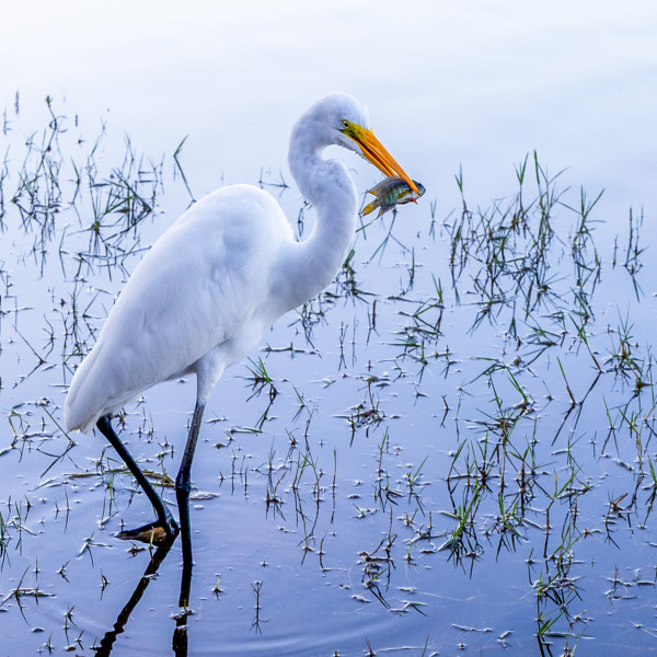 Patrick Chauvet - Grande Aigrette