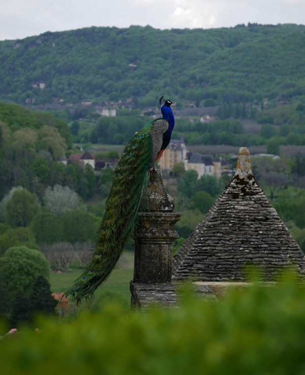 Atelier Photographique Briviste
